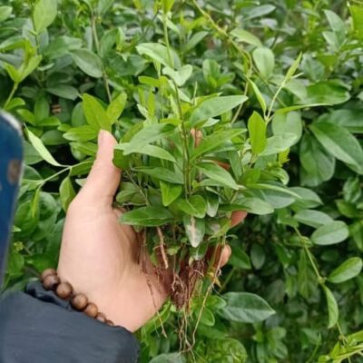 Cây giống dây thìa canh lá nhỏ
