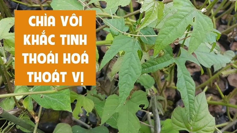 Dây giống cây chìa vôi Dây giống cây chìa vôi