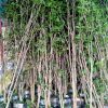 Cây giống mộc hương ta hoa vàng