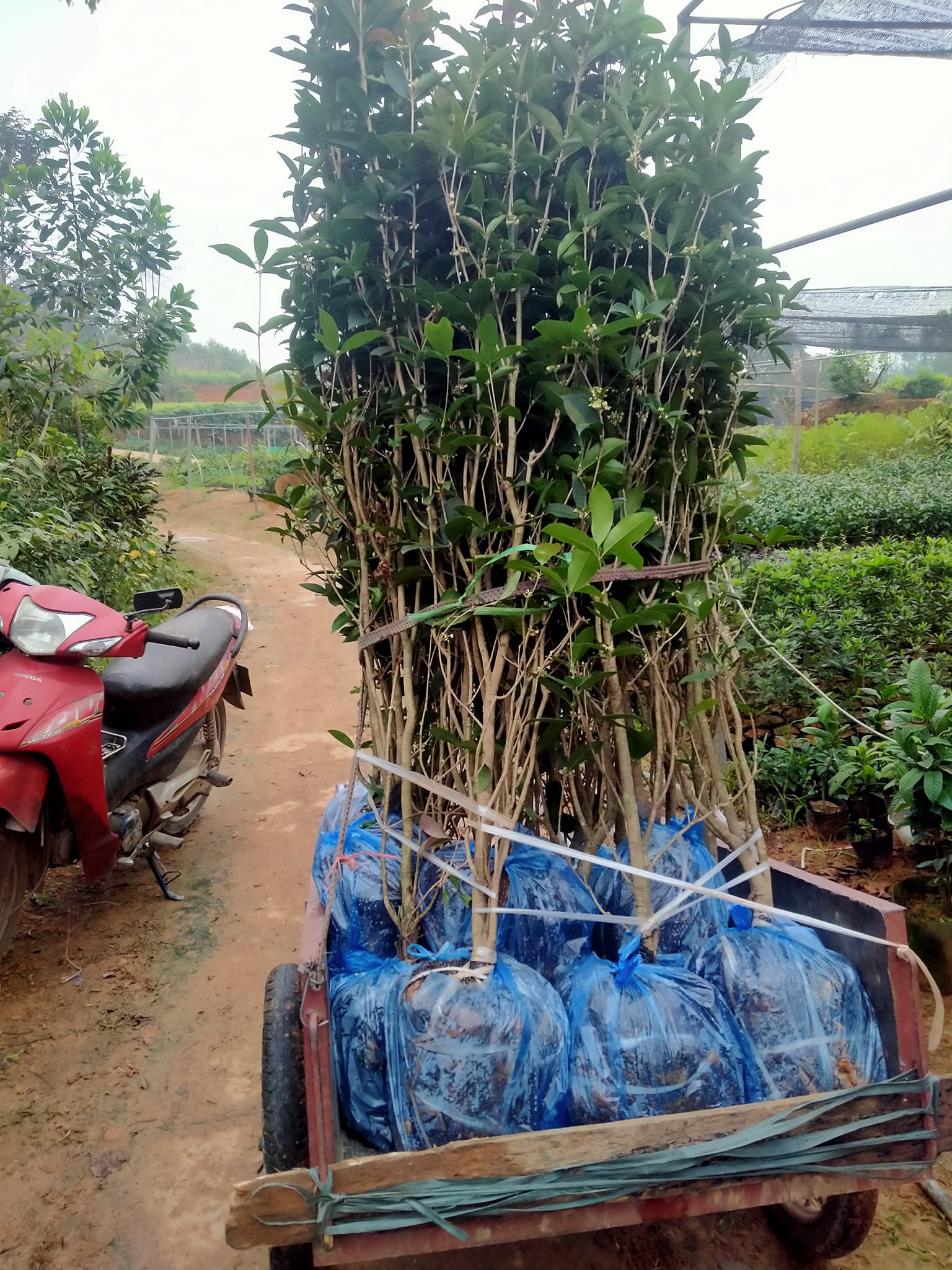 Cây giống mộc hương ta hoa vàng Cây giống mộc hương ta hoa vàng