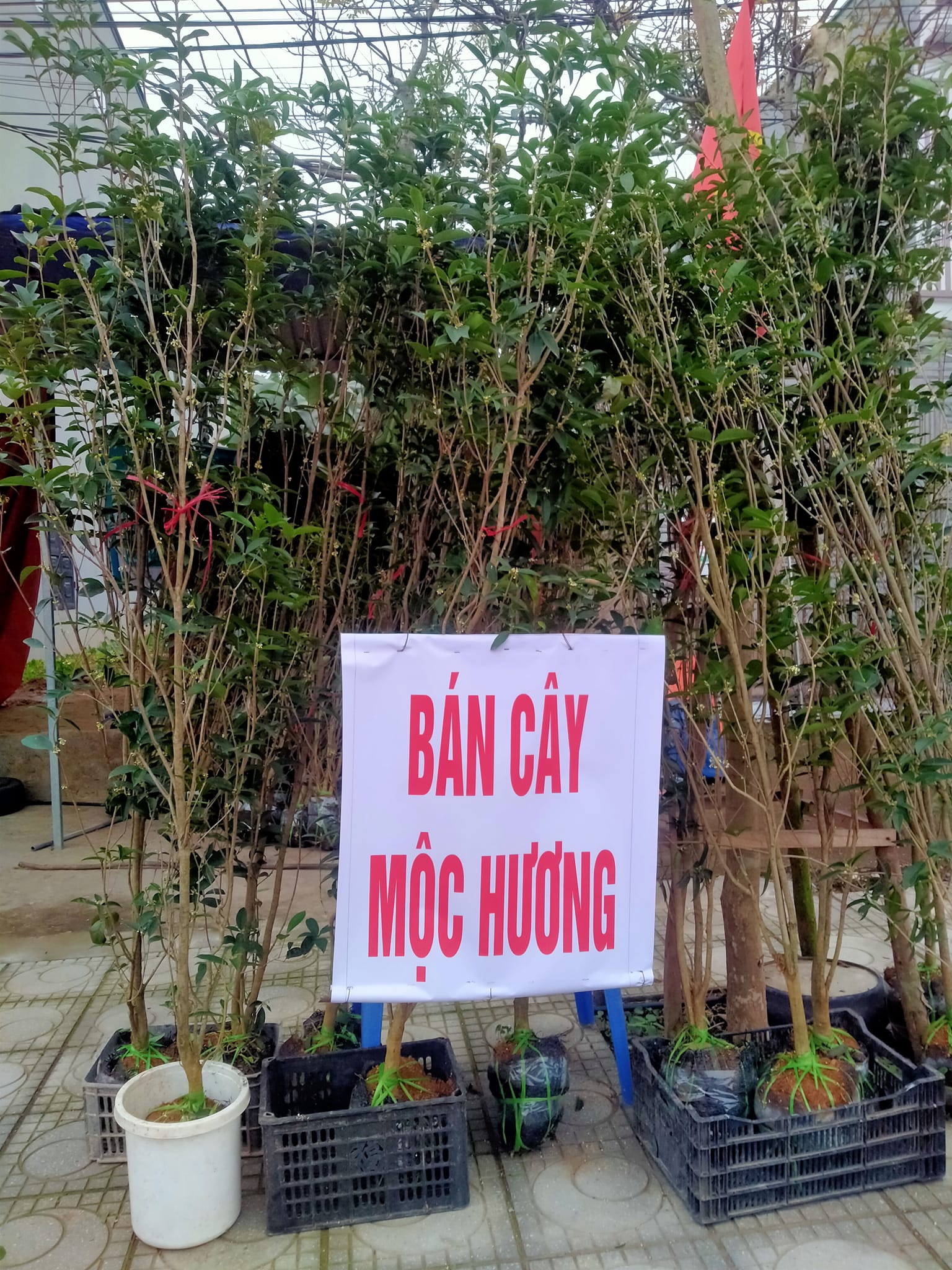 Cây giống mộc hương ta hoa vàng Cây giống mộc hương ta hoa vàng