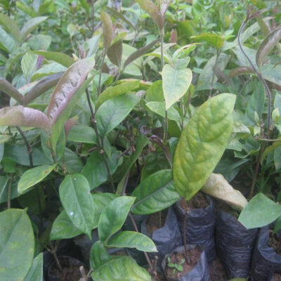 Cây giống ba kích tím