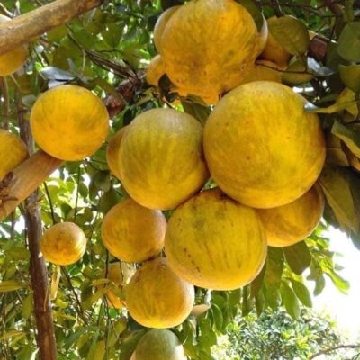 Hạt giống bưởi đỏ Tân Lạc