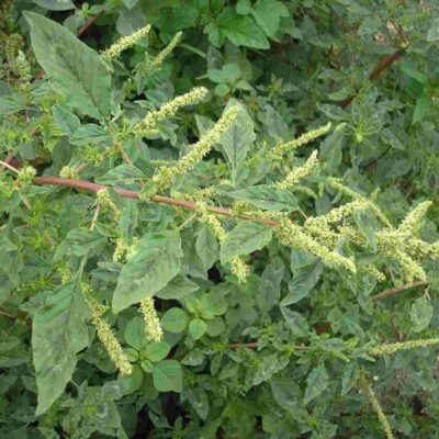 Hạt giống cây dền gai (gói 100 hạt)