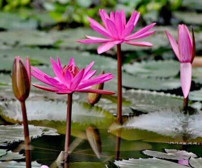 Giống củ hoa súng ta, hoa súng tím làm thuốc