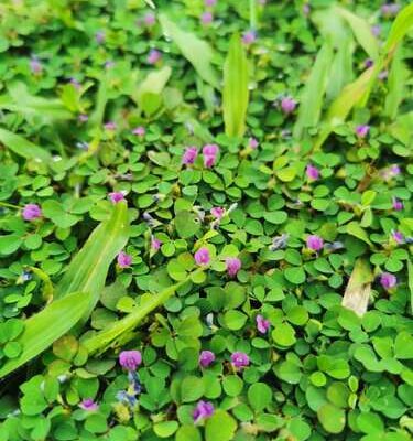 Cây giống hàn the ba hoa tím