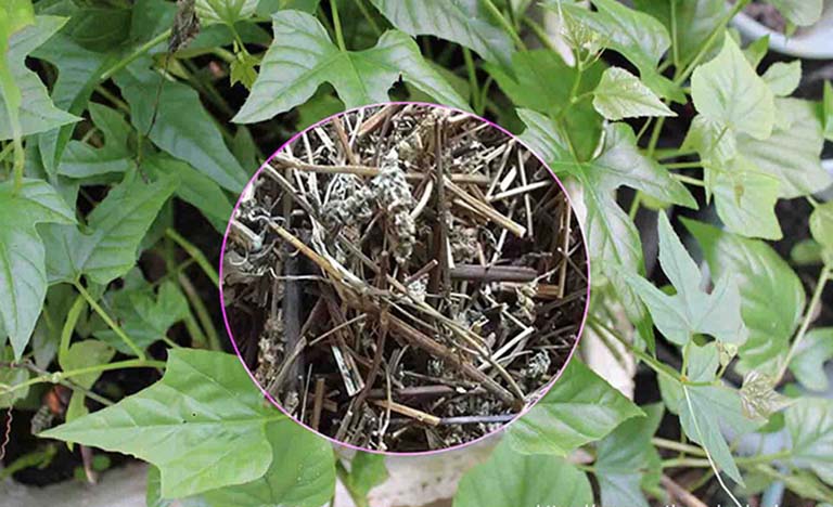 Dây giống cây chìa vôi Dây giống cây chìa vôi