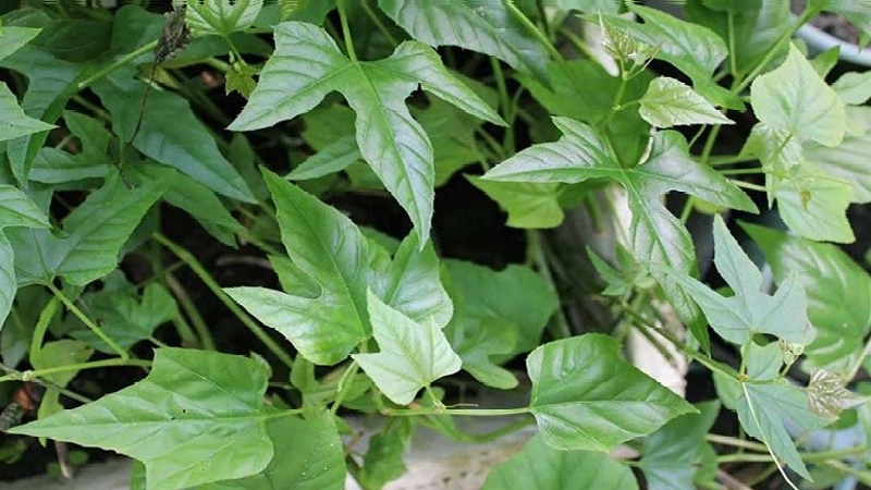 Dây giống cây chìa vôi Dây giống cây chìa vôi