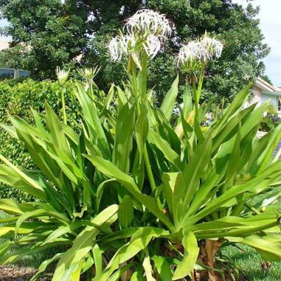 cây giống, Củ giống cây náng hoa trắng