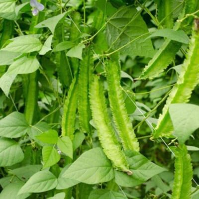 Hạt giống cây đậu rồng (đỗ khế) -1kg -hàng việt nam