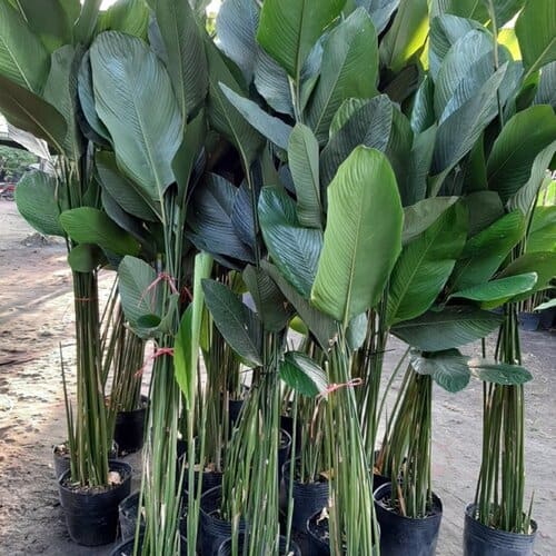 cây giống cây dong ta, cây lá dong nếp gói bánh chưng cây giống cây dong ta, cây lá dong nếp gói bánh chưng