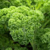 Hạt giống cải xoăn kale xanh mỹ