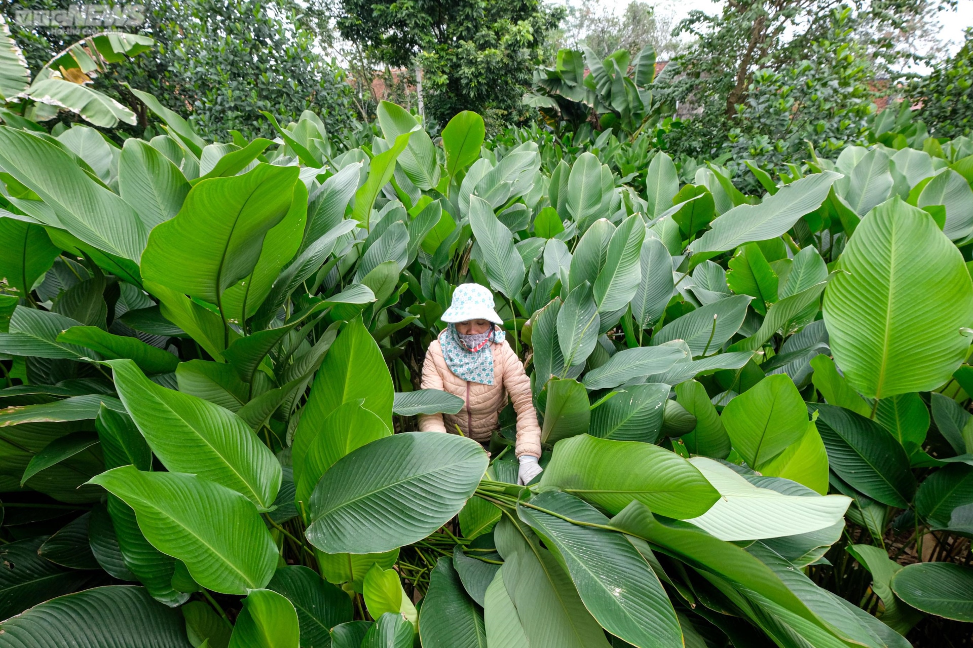 cây giống cây dong ta, cây lá dong nếp gói bánh chưng cây giống cây dong ta, cây lá dong nếp gói bánh chưng