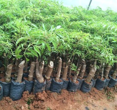 cây giống cây đinh lăng ta nếp lá nhỏ