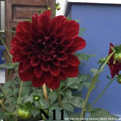 Hoa Thược dược "Đỏ Nhung Cổ"  Mã N11