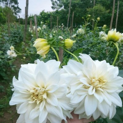 Hoa thược dược nội màu trắng- Mã N14