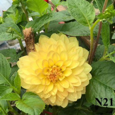 Hoa thược dược nội màu vàng đồng cổ Hà Nội- Mã N21