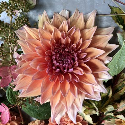 Hoa thược dược ngoại ” Sherwood's Peach“- Mã P53