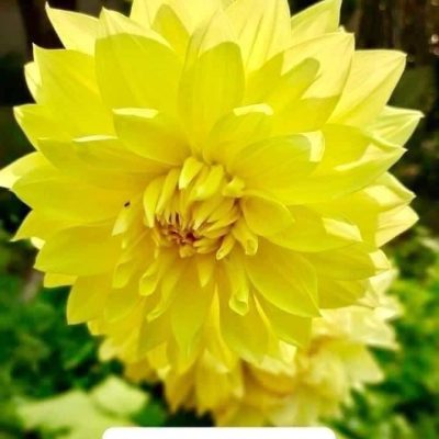 Hoa thược dược ” Vàng Kế Ninh “- Mã N6