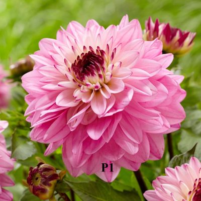 Hoa thược dược ngoại”  Lucca Johanna “- Mã P1