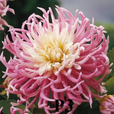 Hoa thược dược ngoại” Star's Favorite “- Mã P3