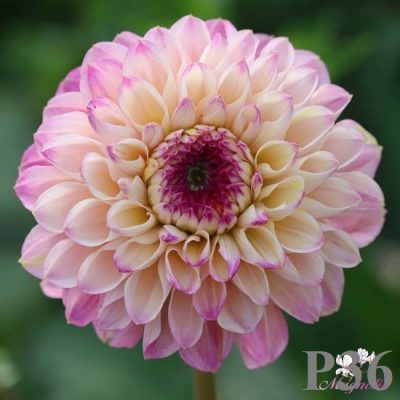 Hoa thược dược ngoại ” Wine Eyed Jill “- Mã P36