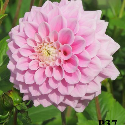 Hoa thược dược ngoại ” Sweet Love “- Mã P37