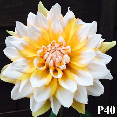 Hoa thược dược ngoại ” Seattle“- Mã P40