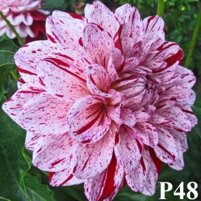 Hoa thược dược ngoại " Fern Ridge Painted Lady "- Mã P48