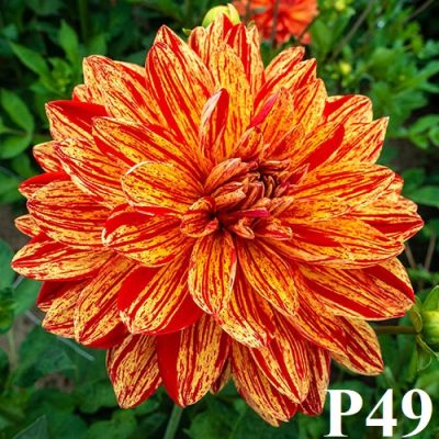 Hoa thược dược ngoại " Neo "- Mã P49