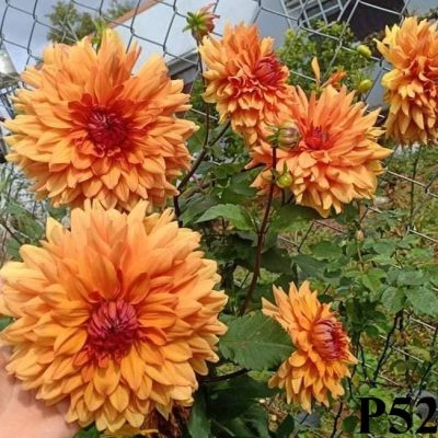 Hoa thược dược ngoại ” Cam Ngoại siêu khổng lồ“- Mã P52