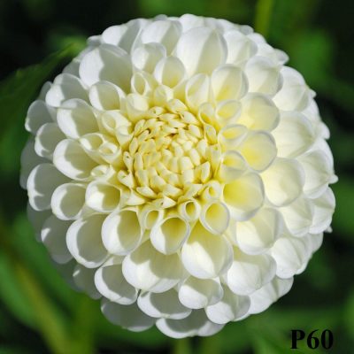 Hoa thược dược ngoại ” POMPON SNOWFLAKE “- Mã P60