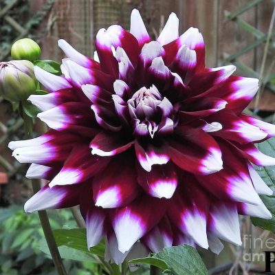 Hoa thược dược ngoại ” Verdi Glory Patio “- Mã P65