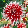 Hoa thược dược ngoại ” Caribbean Fantasy“- Mã P71