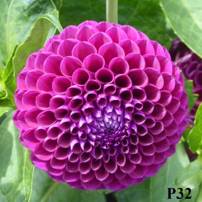 Hoa thược dược ngoại ” Franz Kafka “- Mã P32