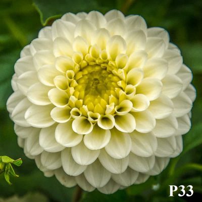 Hoa thược dược ngoại ” CARO “- Mã P33