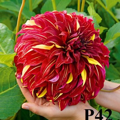 Hoa thược dược ngoại ” Bohemian Spartacus“- Mã P42