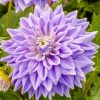 Hoa thược dược ngoại ” Ferncliff Inspiration“- Mã P44