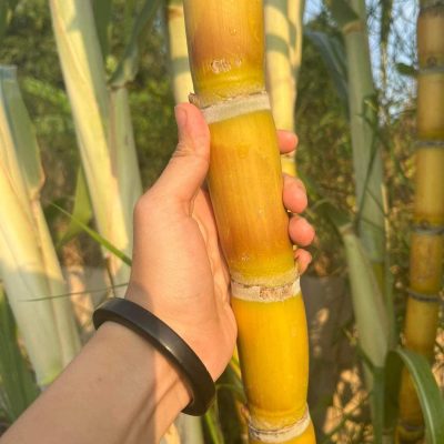 giống mía vàng " HOÀNG KIM " -1 khúc giống 3-5 mắt mầm