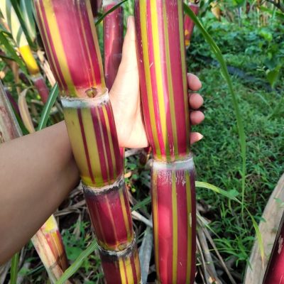 giống mía  " vàng sọc đỏ - mía Hawaii Mỹ " - 1 khúc giống 3-5 mắt mầm