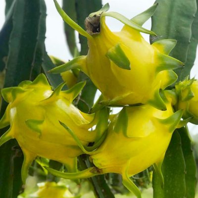 cây giống Thanh Long Vỏ Vàng, ruột trắng , Tai Xanh Thái Lan - cây nhập khẩu