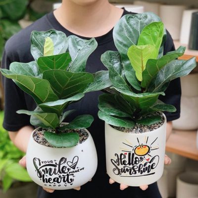 chậu Cây bàng Singapore - cây phong thủy, cây kiểng lá, cây mini để bàn