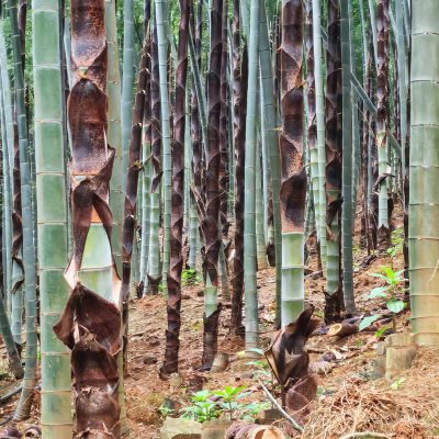 Giống Cây Trúc Đại MOSO (Tre Moso) - cây giống ươm bầu ổn định