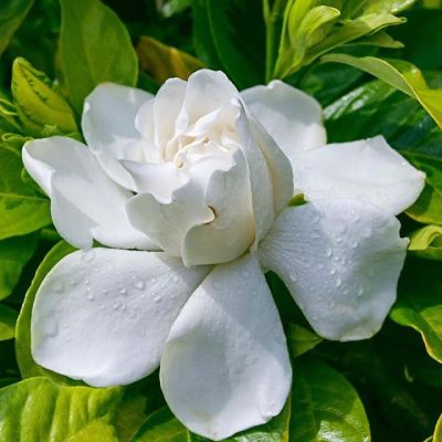 cây hoa bạch thiên hương