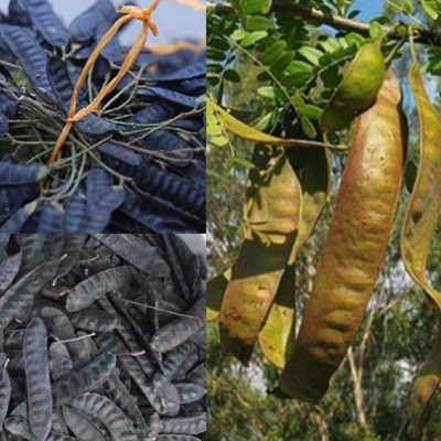 CÂY GIỐNG BỒ KẾT NẾP