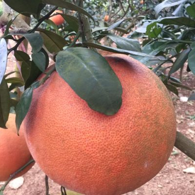 Cây giống bưởi đỏ Luận văn