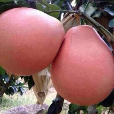 BƯỞI ĐỎ HỒNG PHÚC KIẾN