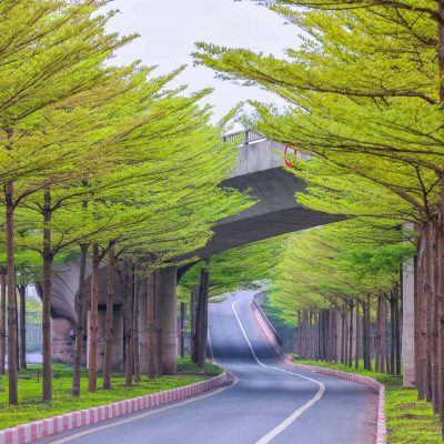 Cây bàng đài loan