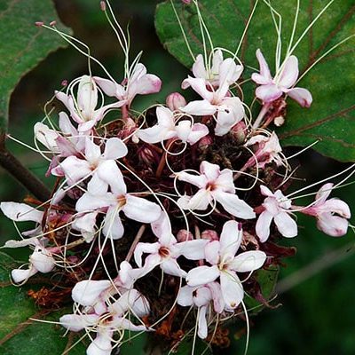 CÂY BẠCH ĐỒNG NỮ