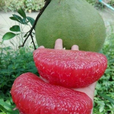 CÂY GIỐNG Bưởi Ruby THÁI LAN